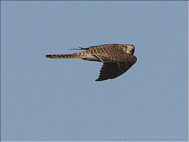 turmfalke08.jpg
