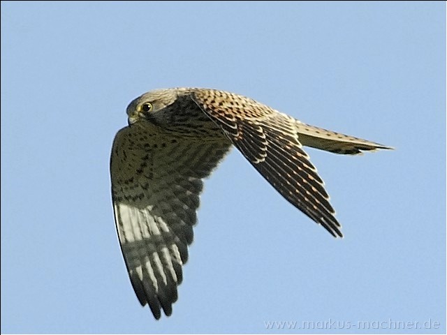 turmfalke09.jpg
