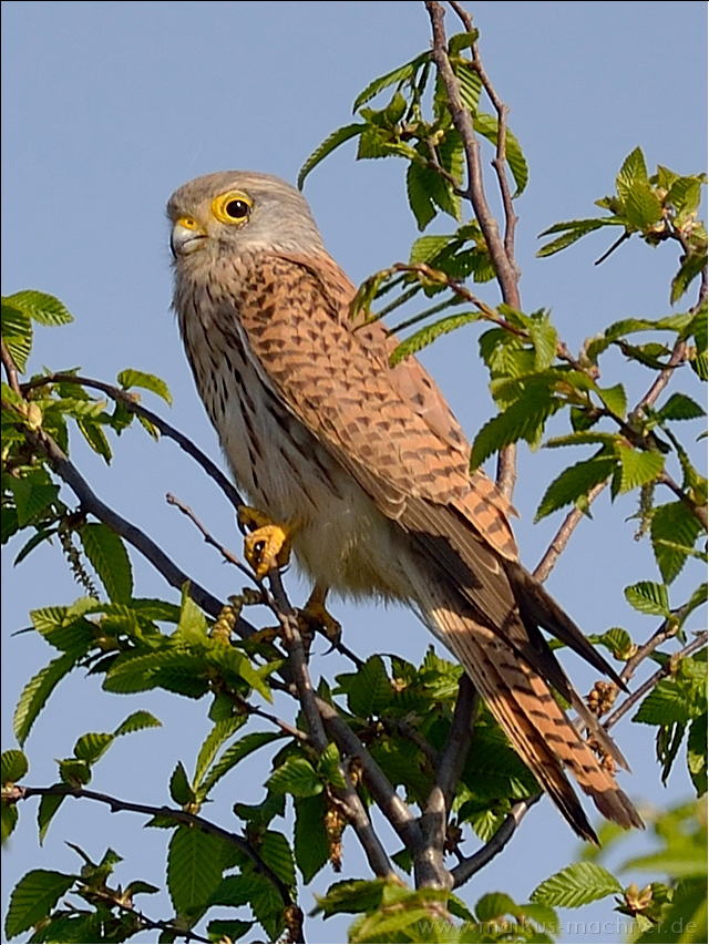 turmfalke13.jpg