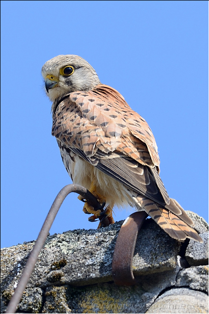turmfalke15.jpg