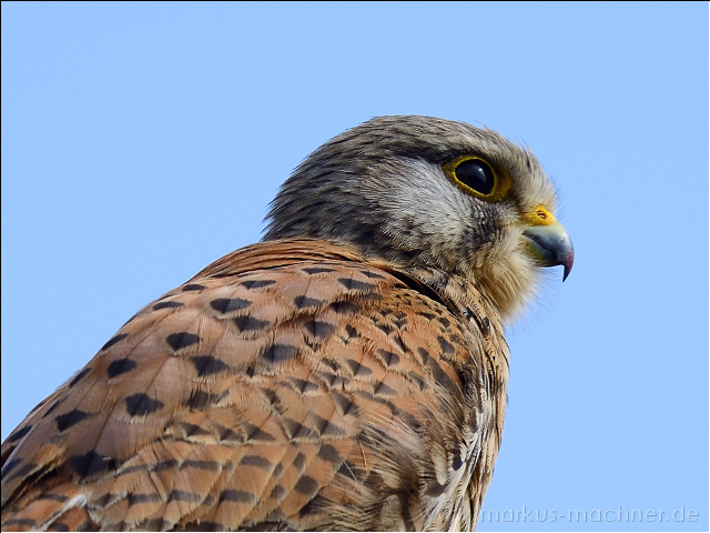 turmfalke17.jpg