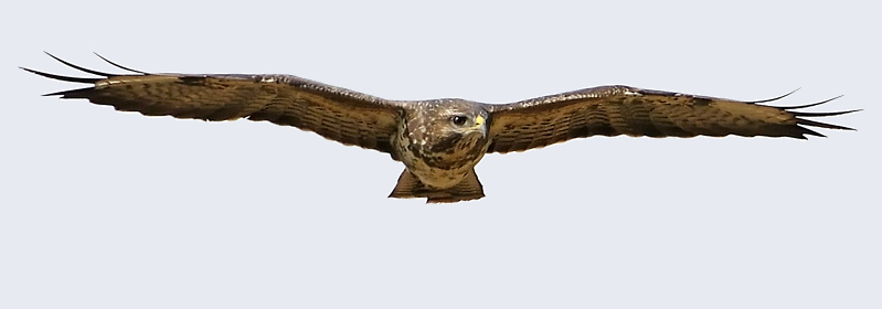 vogel1.jpg