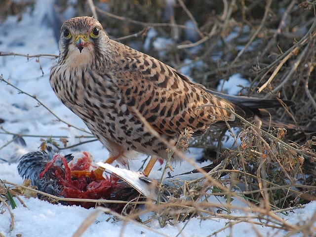 Turmfalke und Taube beim Essen